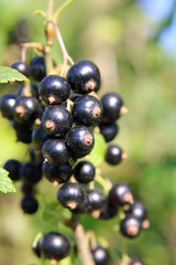 Schwarze Johannisbeeren
