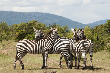 Fototapeta na wymiar Group of Zebras Sunning