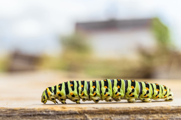 Green striped caterpillar Papilio Machaon