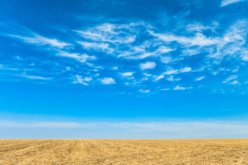 Fototapeta na wymiar Field with removed harvested crop under the blue sky on a horizon