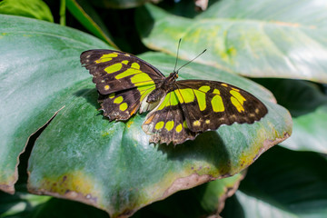 Butterfly leaf