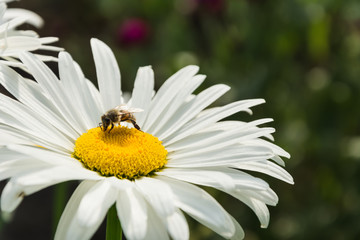 Obraz premium Blooming chamomile in the garden