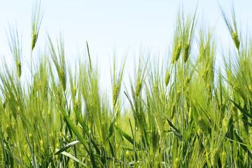 Rye ears in summer in the field