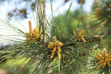 flowering pine on a summer day
