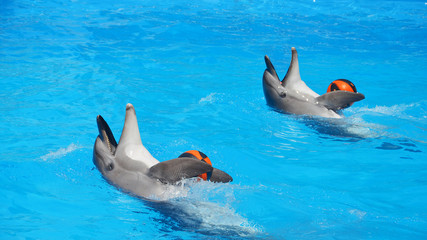 Two dolphins in the pool playing with balls in the pool