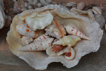 Close up view of beautiful shell decoration. Few smaller shells in one big shell. Decoration concept. Beautiful background.