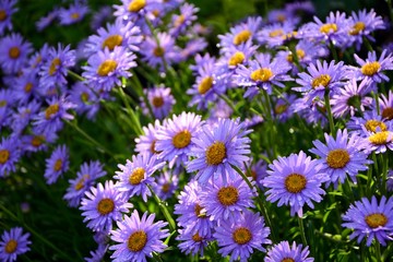 Purple Alpine asters in the garden after the rain enjoy the sun.