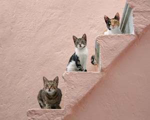 Naklejka premium Trzy koty na różowym schody, Chios, Grecja, Europa