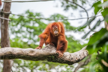 Young orangutan on sitting tree and looking on camera © TravelMedia