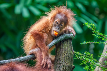 Funny Baby Orangutan eating fruit in Zoo