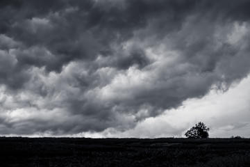 Dark stormy clouds over the plain, Lone tree in the field in front of a thunderstorm. Danger due to...