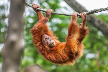 Young Orangutan with funny pose swinging on a rope - obrazy, fototapety, plakaty