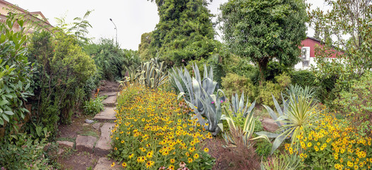 SOCHI, RUSSIA - SEPTEMBER 5, 2017: Blossoming Corner Phytofonthasia.