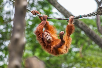 Young Orangutan with funny pose swinging on a rope