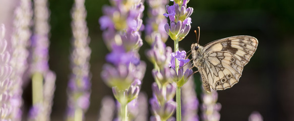 Schachbrett Schmetterling im Lavendel als Panorama