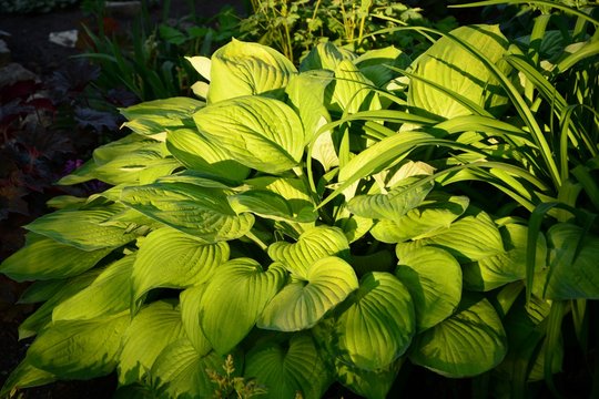 Gorgeous hosta "Stained glass" with yellow and green leaves in the garden close-up.