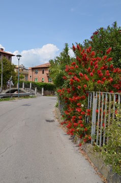 Wielki krzak kwitnącego calistemona przy ogrodzeniu, Lido di Venezia