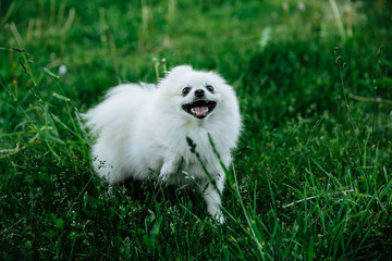 Barking Pomeranian dog