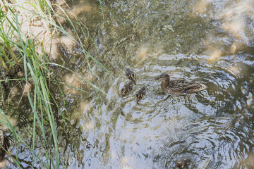 beautiful wild ducks with their young swimming