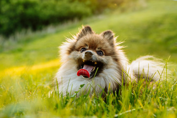 Cute Pomeranian lying on green grass