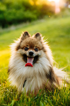 cute fluffy Pomeranian dog sitting in a spring park on a sunny day
