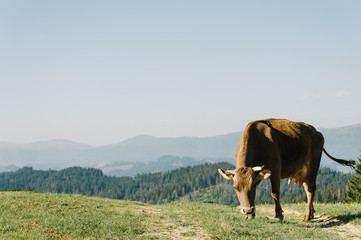Cow on summer pasture