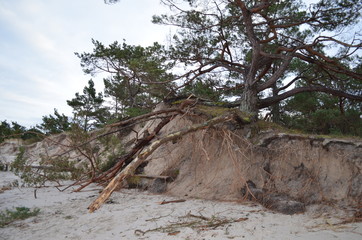 Połamane konary drzew na plaży w Juracie w grudniowe popołudnie © Ewa