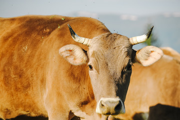 Cow on summer pasture