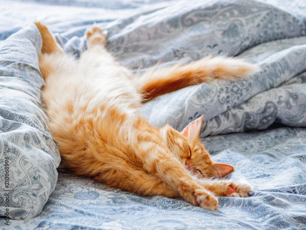 Wall mural cute ginger cat lying in bed. fluffy pet stretching. cozy home background, morning bedtime.