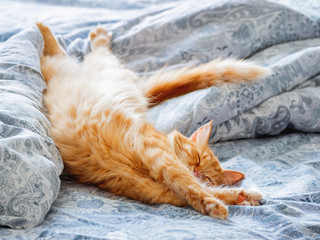 Fototapeta premium Śliczny rudy kot leżący w łóżku. Puszysty zwierzak rozciągający się. Przytulne tło do domu, poranna pora snu.