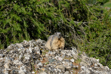 marmotte france
