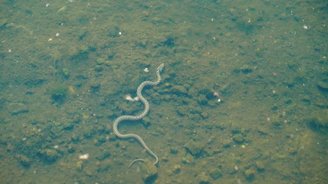 Snake floats under the surface of the water. Snake under water.