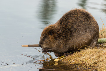 A adult beaver eating twigs on the waters edge © dpep
