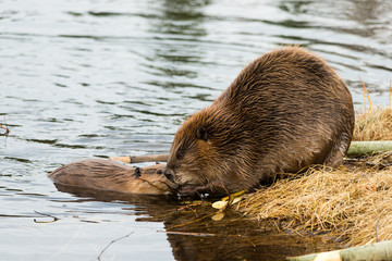 a mother beaver and kit showing affectionate moment