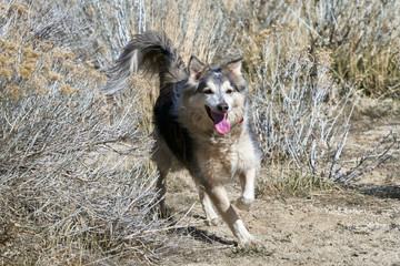 Large Dog Running