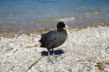 Blässhuhn am Tegernsee