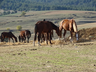 Horses