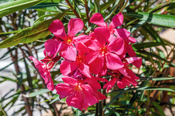 Oleander in the Riviera Park. Sochi. Russia.