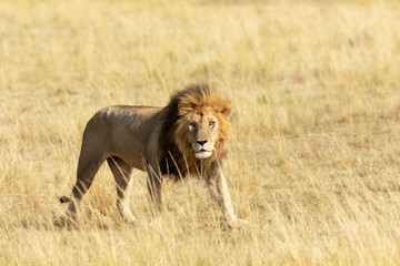 Watchful adult lion in the Masai Mara