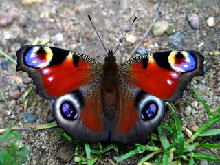 butterfly eye peacock
