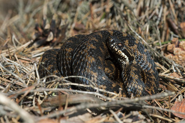 Common European Viper (Vipera berus)/Common European Viper in leaf litter