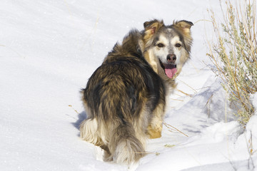 Large Dog in Snow