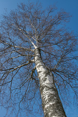 Fototapeta premium blue sky and tree
