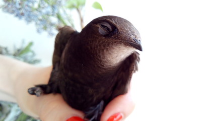 A swift flew to the party