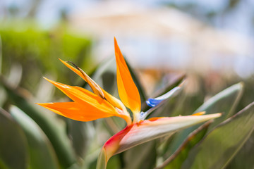 Strelitzia reginae close-up