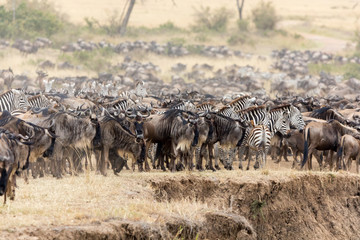 Naklejka na ściany i meble Wildebeest and zebra on the banks of the Mara River