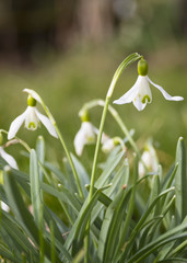 Snowdrops in spring