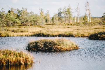 Summer landscape. swamp, marsh, bog, quagmire, morass, backwater. An area of low-lying, uncultivated ground where water collects; A bog or marsh.