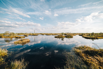 Summer landscape. swamp, marsh, bog, quagmire, morass, backwater. An area of low-lying, uncultivated ground where water collects; A bog or marsh.