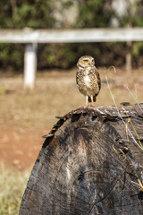 Owl Athene cunicularia on tree trunk